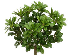 17 inch Artificial Silk Pittosporum Bush Silk Plants Canada