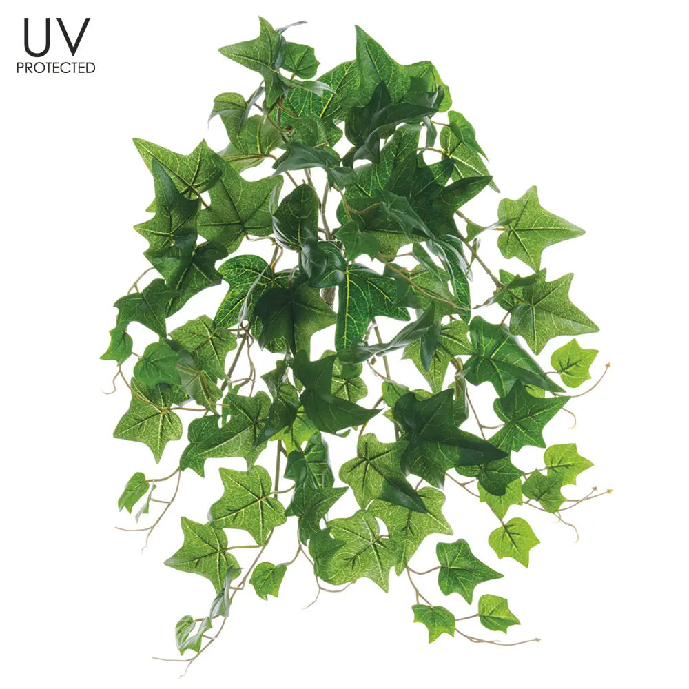 UV Protected English Ivy Bush for Indoor and Outdoor