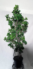 48 inch Artificial Silk Pittosporum Tree  on Natural Wood for Home or Office  Silk Plants Canada