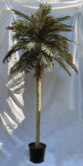 14 Foot Phoenix Palm Tree - Pipe Only - Base Not Included