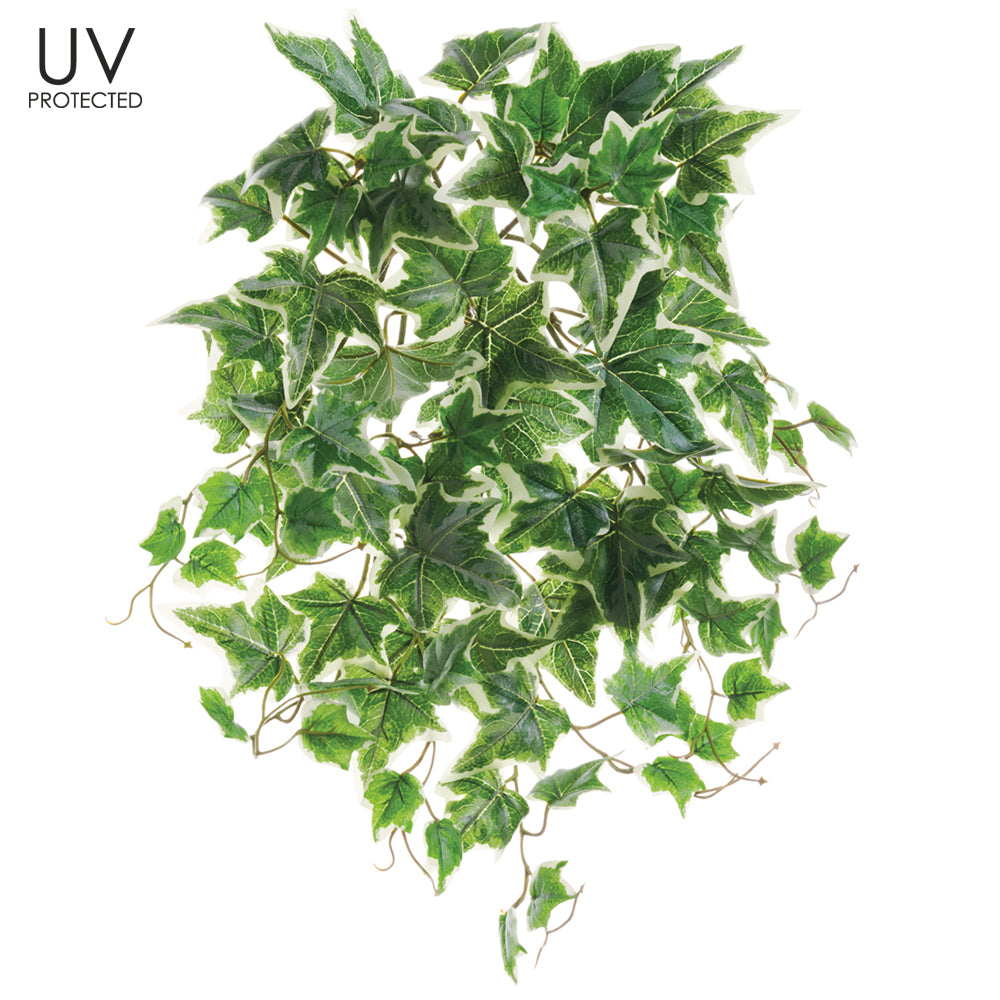 19" UV Protected Ivy Bush Green Cream for Indoor and Outdoor