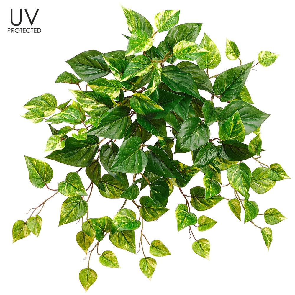 20" UV Protected Pothos Bush  Green White for  Indoor and Outdoor