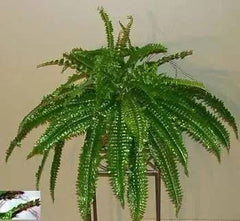 25 inch Artificial Silk Boston Fern Silk Plants Canada