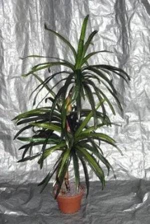 4 Foot Artificial Silk Dragon Tree  on Natural Wood Silk Plants Canada