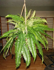 Artificial Silk Boston Fern w Hanging Wicker Basket Silk Plants Canada